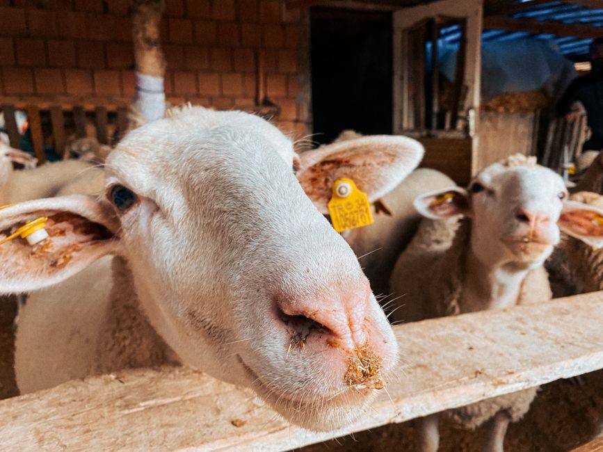 Rock Wool 2026 Buying Guide: Density, Fire Class, Spec Gates