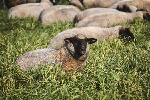 Rock Wool buying guide 2026 - Comparing the Main Rock Wool Forms Against 4 Decision Criteria