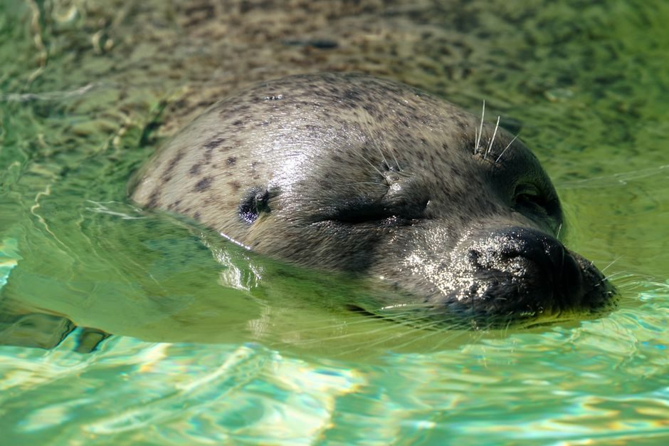 Bellows Seal vs Gland Packing: Spec-Driven Selection Map