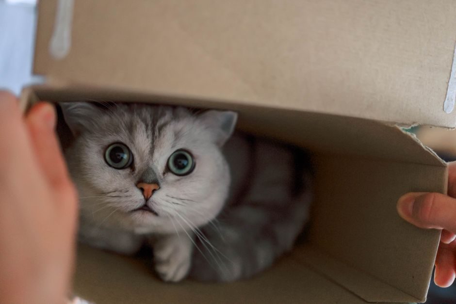 Carton Box Types and Classifications: A Spec-Driven Map for Buyers