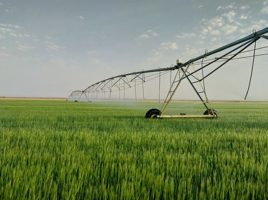 Sprinkler System Installation: Process, Tools, and Acceptance Specs