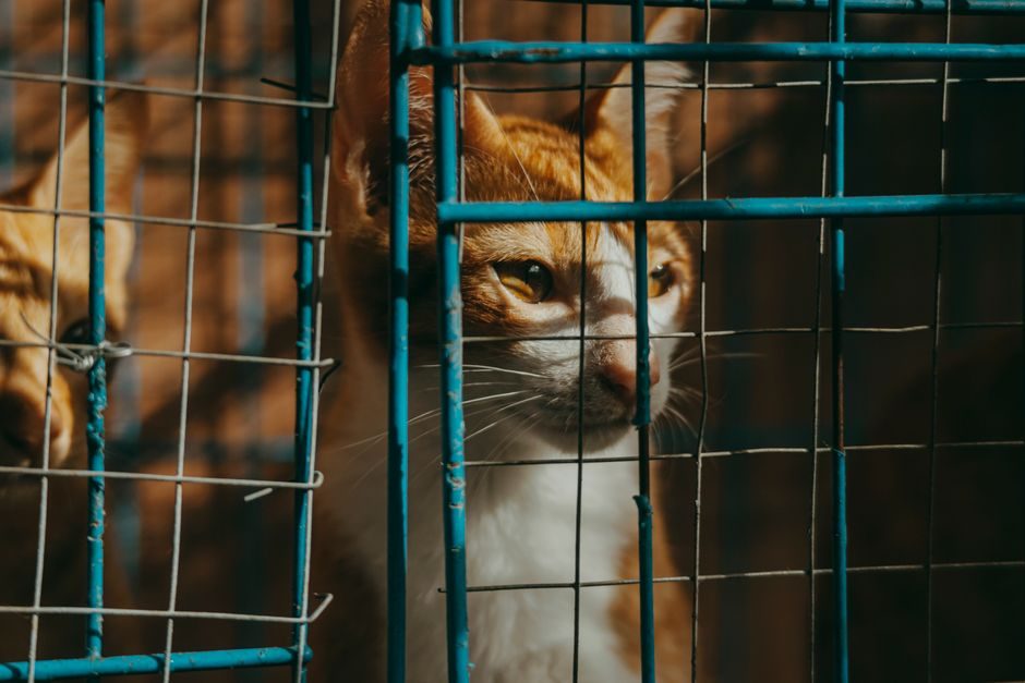 Storage Cage Buying Guide 2026: Mesh, Load, Finish and MOQ Levers