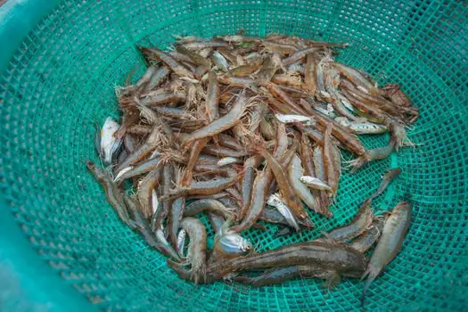 how to choose a Basket Strainer - Material, Standards, and Sourcing Anchors
