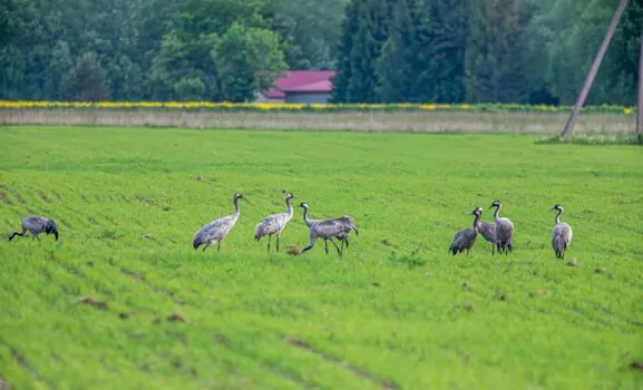 Crawler Crane selection for agriculture - Ground-pressure calculation for the softest route
