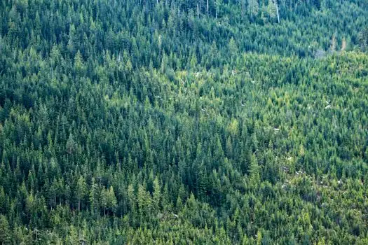 Aerial Work Truck selection for forestry - Selection Criteria: Who the Forestry Aerial Is For, and Who It Is Not