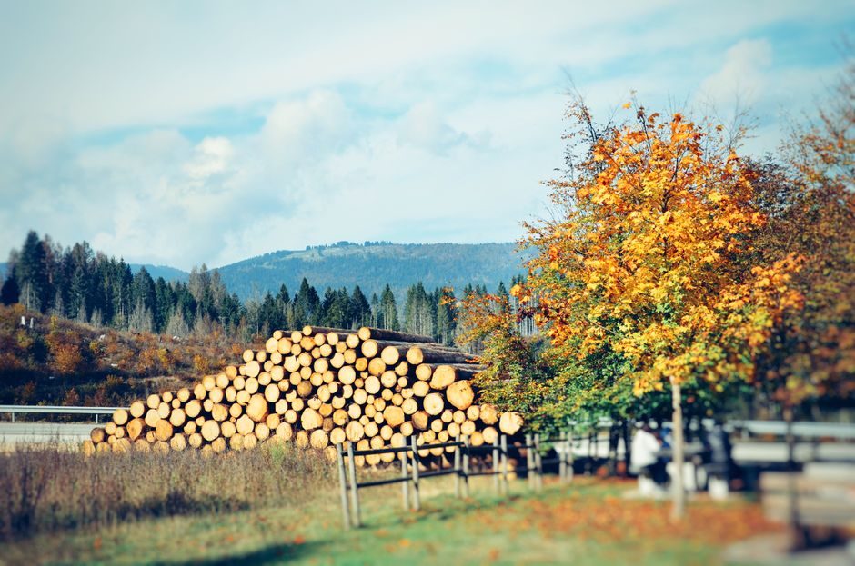 Forestry motor grader selection: power, guarding, and reach specs