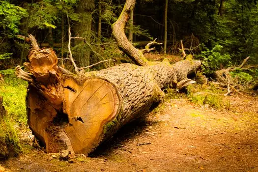 Shield Machine selection for forestry - Selection Criteria and Common Failure Modes