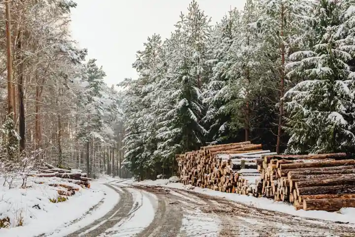 Single Girder Crane Selection for Forestry: Sawmill and Log Yard Specs