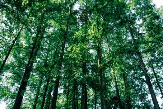 top activated carbon companies 2026 - Signals to Track Over the Next Two Quarters