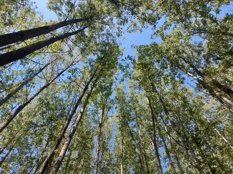 Concrete Batching Plant selection for forestry - Permitting, Mobility, and Match with Other Forestry Plant