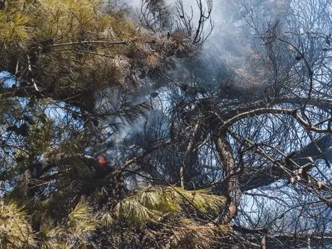 Shield Machine specifications for forestry - Use Case Mapping: Fire Mitigation, ROW, and Commercial Clearing