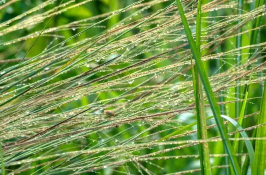 Laser Level maintenance practices in landscaping - Symptom 4: Erratic Beam, Flicker, or Total Failure After Rain or Dew