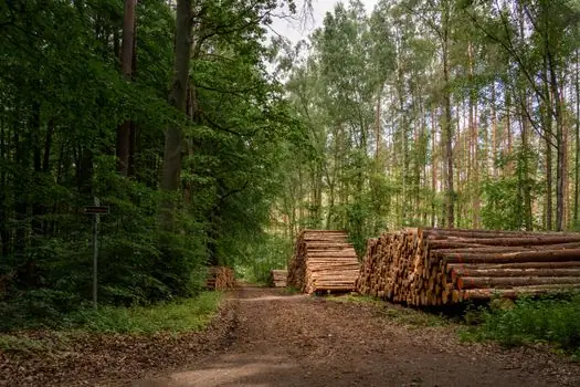 Silent Chain selection for pulp and paper - Standards, Sourcing and the 2026 Supply Picture