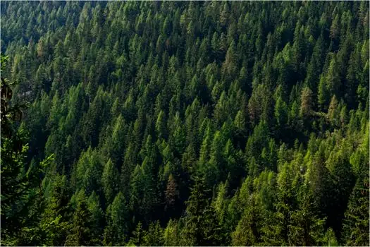 Tank Cleaning Machines selection for forestry - Filtration, verification, and downstream interfaces
