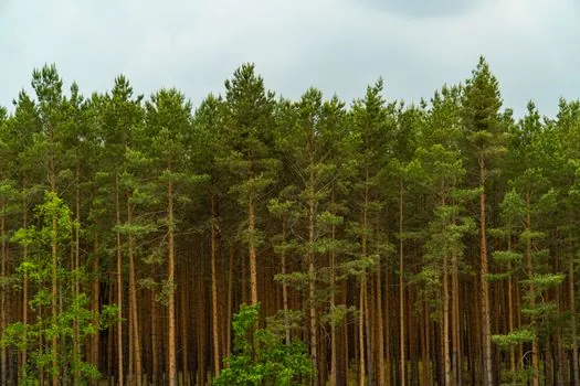 Tank Container selection for forestry - Cleaning, turnaround, and the hidden cost line