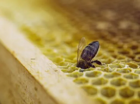 adhesive bonded honeycomb panel core-to-skin peel strength - Comparison: Adhesive Options for Honeycomb Sandwich Peel Performance